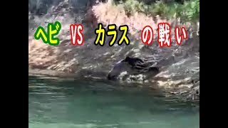 ヘビVSカラス　平成最後の戦い【閲覧注意？衝撃映像？】