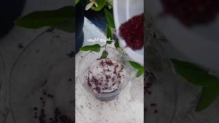 ഒന്ന് try ചെയ്യ്ത് നോക്കിയിട്ട് വാ #garden #microgreens #ragi #mulapich #diygardening #kitchen #rose