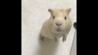 とつげき！モルモットのお部屋訪問！🐹🌟3歳 #Shorts #guineapig #天竺鼠