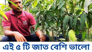 এই ৫ টি আমের জাত বেশি ভালো || Mango Plant