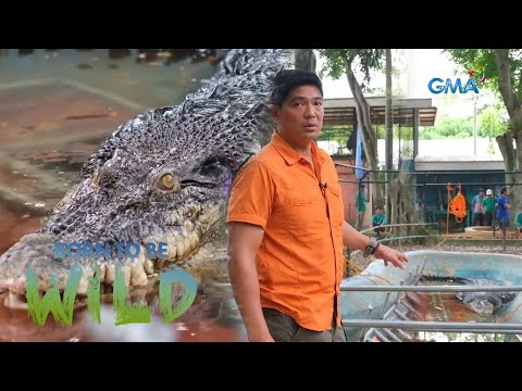 Saltwater Crocodile's Illness Born to be Wild