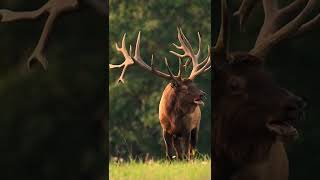 Discovery Channel