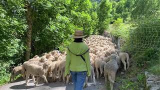 Transhumance in the French Alps