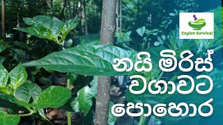 මගේ නයි මිරිස් වගාවට පොහොර යොදපු හැටි /Nai miris pohora/Ceylon Survival