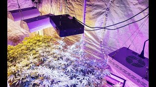 Cannabis flowering on the 4k x Canopy almost level