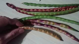 Red Ripper Cow Peas