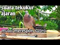 suara tekukur ajaran || mulai merespon suara burung liar~tekukur kepri