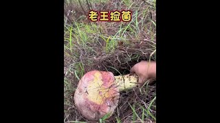 #这就是云南人无法拒绝的野生菌吗 #一年一度吃菌子大会 #采蘑菇 #老王捡菌 #蘑菇蘑菇手势舞