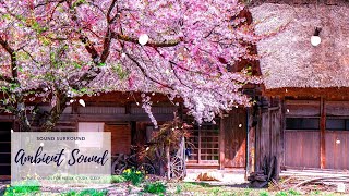 Traditional House In The Springtime, Cherry Blossoms Fall, Birdsong Japanese Village in Shirakawa-gō