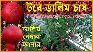 Pomegranate in Roof Garden (ছাদ বাগানে ডালিম চাষ) Bangla