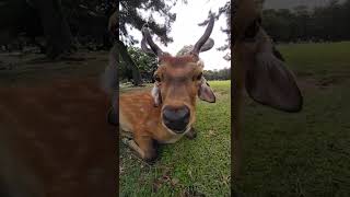 珍しいとこで休憩中のロクさん　　奈良公園の鹿さん😓　　#ロクさん