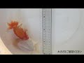 自家産らんちゅう当歳魚2匹セットgk203232