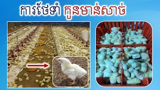 How to raise broiler chicken? ការចិញ្ចឹមមាន់សាច់  របៀនថែទំាកូនមាន់សាច់