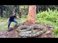 DISCOVERY OF THE SCARY PYTHON MONSTER | SNAKE | ADVENTURE MANDA