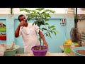 কিভাবে বকুল গাছের বনসাই করবেন how to make a bakul tree bonsai full update