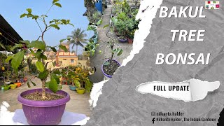 কিভাবে বকুল গাছের বনসাই করবেন || How to make a Bakul tree bonsai (full update ) ||