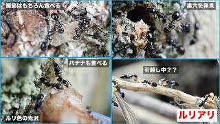 ルリアリ（Ochetellus glaber）に鰹節を与え、巣を特定し、バナナを与えてみた