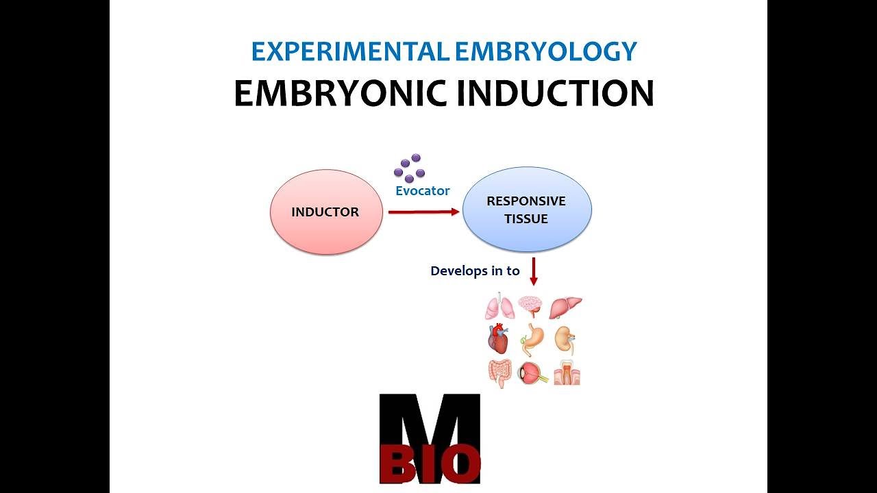 EMBRYONIC INDUCTION - YouTube