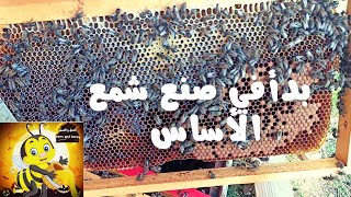 بدأ النحل في النشاط أغتنمو الوقت في تجيش خلايا   #تربية_النحل