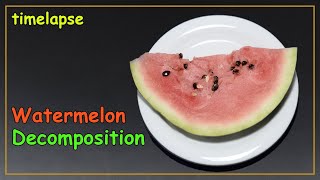 Rotting Watermelon Decomposition Timelapse