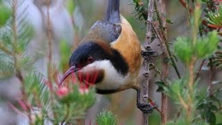 Eastern Spinebill nest in Leptospermum