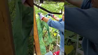 Indigo Dyeing in Japan: See the Color Change in Real Time #naturaldye #textilecrafts