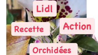 2 jours avec moi , recette, courses, oiseaux , déco.    #oiseaux #orchidées