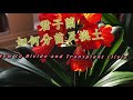 如何给君子兰分苗及换土How to Divide and Transplant Clivia