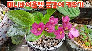 그늘에서 잘자라는 #미니바이올렛 #분갈이 #키우기 꽃향기야생화