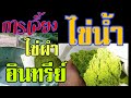 การเลึ้ยงไข่น้ำ(ผำ)​อินทรีย์​