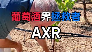 葡萄酒界拯救者 | 美国纳帕谷AXR酒庄 | 因葡萄根瘤蚜病而命名的酒庄 #napago #纳帕谷 #美国葡萄酒