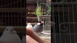 ｶﾘﾝﾊﾞ弾いてたら歌い出す文鳥(･Θ･)🎙♪