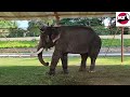 mysuru dasara 2022 first batch 9 elephants @mysore palace