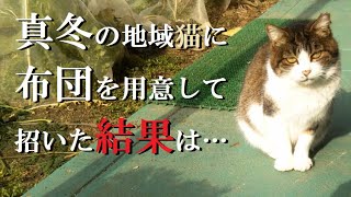 お泊りする地域猫に猫布団を買ってやった