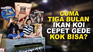 HASIL PEMAKAIAN SELAMA 3 BULAN MEGA JUMBO DI MAJESTIC KOI BATAM