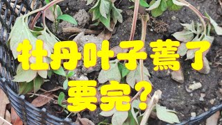 青石话牡丹芍药   牡丹叶子蔫了  咋回事  Tree Peony Care