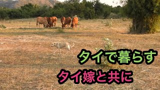 2024年12月9(月)  舞台はタイの田舎町。犬がご飯を食べてる場面が多めの日常風景です