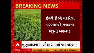 Gujarat Rain Effect | ગુજરાતમાં છેલ્લે છેલ્લે પડેલા ધોધમાર વરસાદે ખેડૂતોને કર્યા બરબાદ, જુઓ અહેવાલ