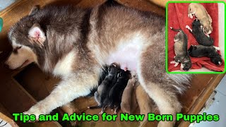 Tips \u0026 Advice How to Take Care for New Born Puppies /#giveawaysraymundogfarm