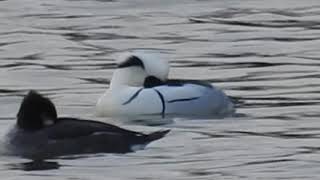 ミコアイサ　愛知県の勅使池にて　2021-02-13