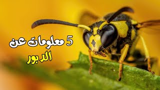 5 معلومات لا تعرفها عن حشرة الدبور