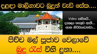 Buduras බුදු රැස්.... (දළදා මාලිගාව) 2019.08.02 #amazing