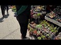 walking around flower market flower market tour seoul in korea│4k