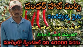 వండర్ హాట్ మిర్చి సాగు చేస్తున్న రైతు || నల్లి, ఇతర వైరస్ లు తట్టుకొని || ఎంత పెట్టుబడి?ఎంత దిగుబడి?