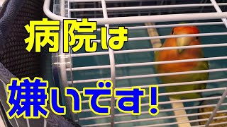 【3度目の検査結果！】鳥の病院またまた行ってきた。緊張の中の結果！後半体重計に乗るコザクラインコ達。Go to the bird hospital.