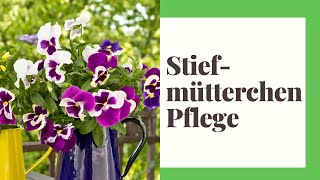 Stiefmütterchen Pflege - So geht's richtig