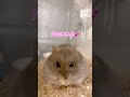 まるまるからのさんかくおにぎり🍙　 ハムスター ハムスターのいる生活 サファイアブルー ジャンガリアン hamster 香りんとう もぐもぐ