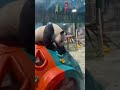 音乐一响，灵岩出场！ panda 大熊貓