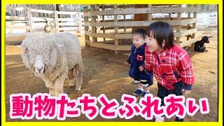 動物たちとふれあい☆ひつじの鳴き声に大爆笑⁉️ヤギ うさぎ アンデルセン公園 Touch an animal Andersen Park