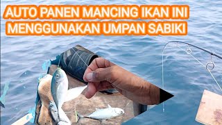 🔴AUTO PANEN ‼️ MANCING MENGGUNAKAN UMPAN SABIKI BUATAN SENDIRI‼️